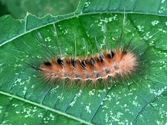 Pygarctia roseicapitis