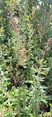 Atriplex paludosa