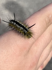 Lophocampa mixta