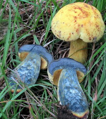 Neoboletus pseudosulphureus