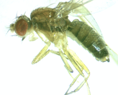Scaptomyza wheeleri