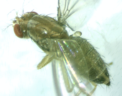Scaptomyza wheeleri