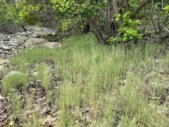 Sporobolus virginicus