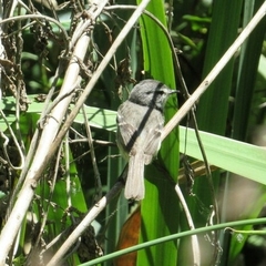 Serpophaga
