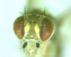 Scaptomyza wheeleri