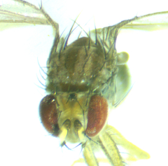 Scaptomyza wheeleri
