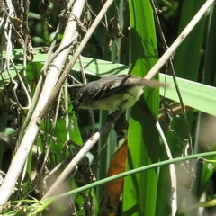 Serpophaga