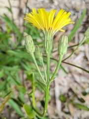 Crepis setosa