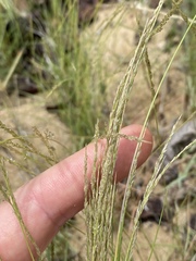 Sporobolus virginicus