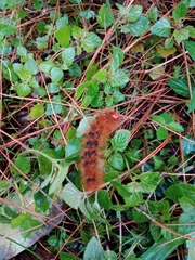 Phyllalia patens