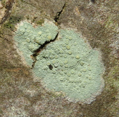Lecanora strobilina