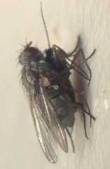 Coenosiinae