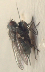Coenosiinae