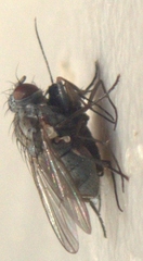 Coenosiinae
