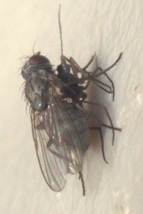Coenosiinae