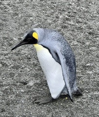 Aptenodytes patagonicus