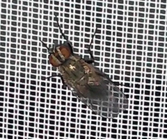 Brachycera