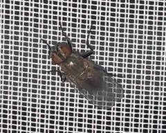 Brachycera