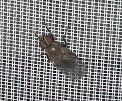 Brachycera