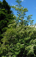 Cornus capitata