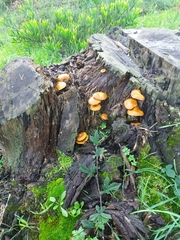 Gymnopilus penetrans