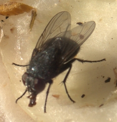 Calliphora