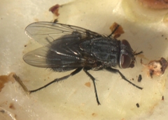 Calliphora