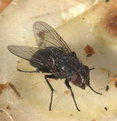 Calliphora