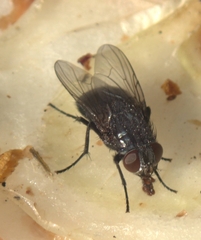 Calliphora