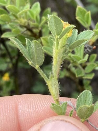 Stylosanthes scabra