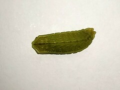 Eirmocides absimilis