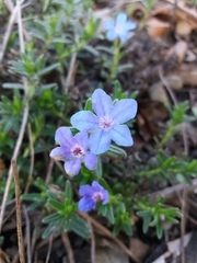 Glandora prostrata lusitanica