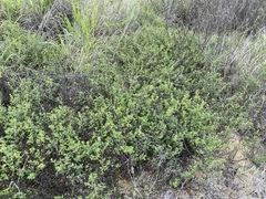 Stylosanthes scabra