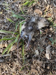 Heteromys irroratus