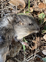 Heteromys irroratus