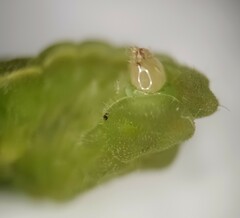 Eirmocides absimilis