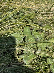 Erysiphe trifoliorum