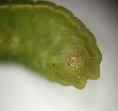 Eirmocides absimilis