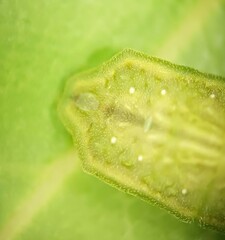 Eirmocides absimilis