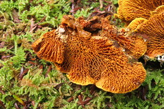Pseudomerulius curtisii
