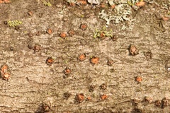 Amphilogia gyrosa