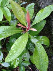 Ardisia squamulosa