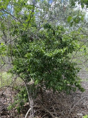 Capparis lucida