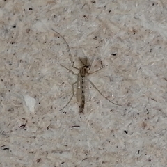 Chironomidae