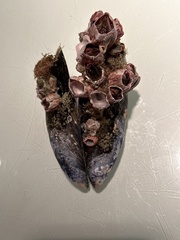 Megabalanus californicus