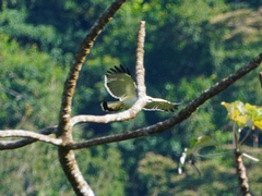 Pseudastur albicollis