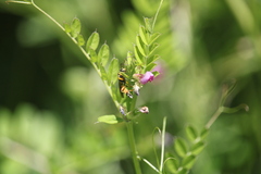 Ichneumon promissorius