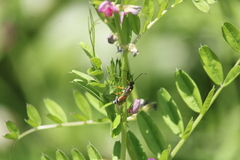 Ichneumon promissorius