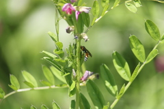 Ichneumon promissorius