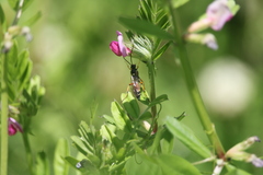 Ichneumon promissorius